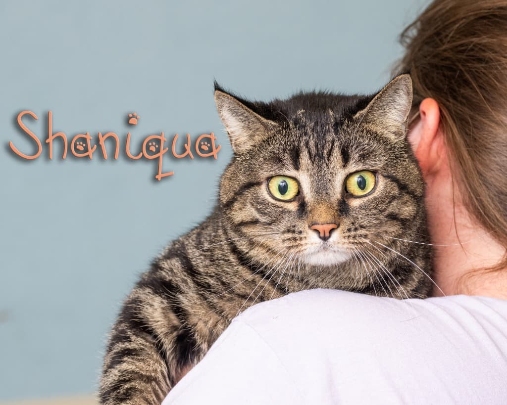 Shaniqua, a domestic shorthair cat