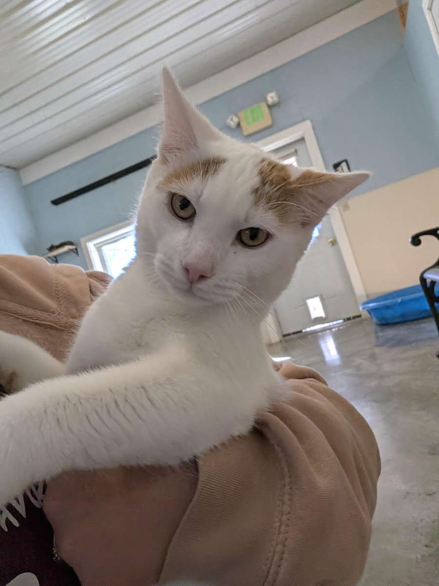 Thanos, a white kitten with orange markings, lounging at the shelter
